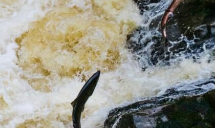 CREE & NASF Together for Salmon – Funding donations