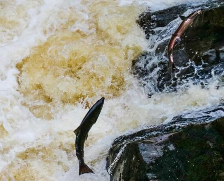 CREE & NASF Together for Salmon – Funding donations